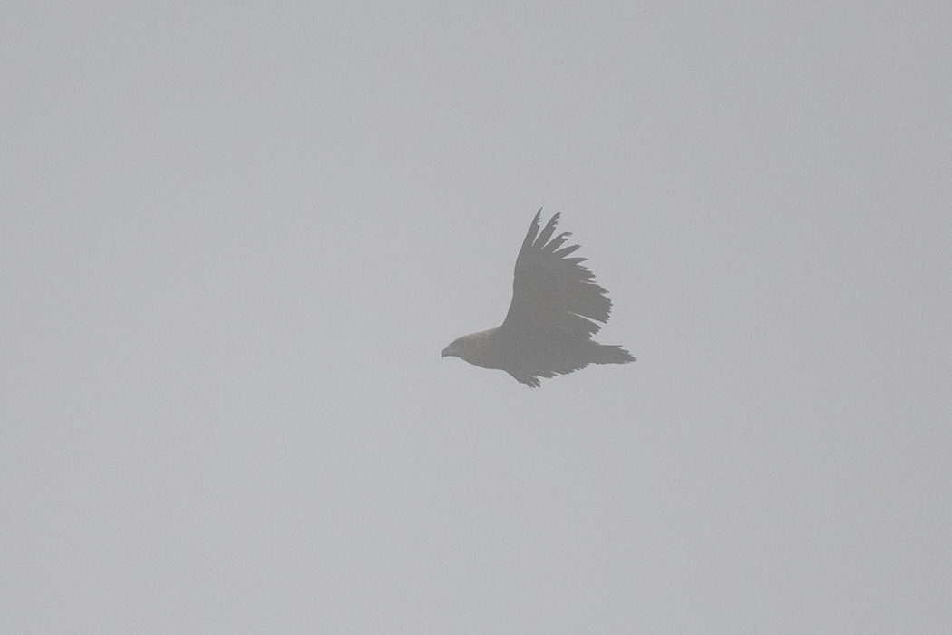 Bateleur